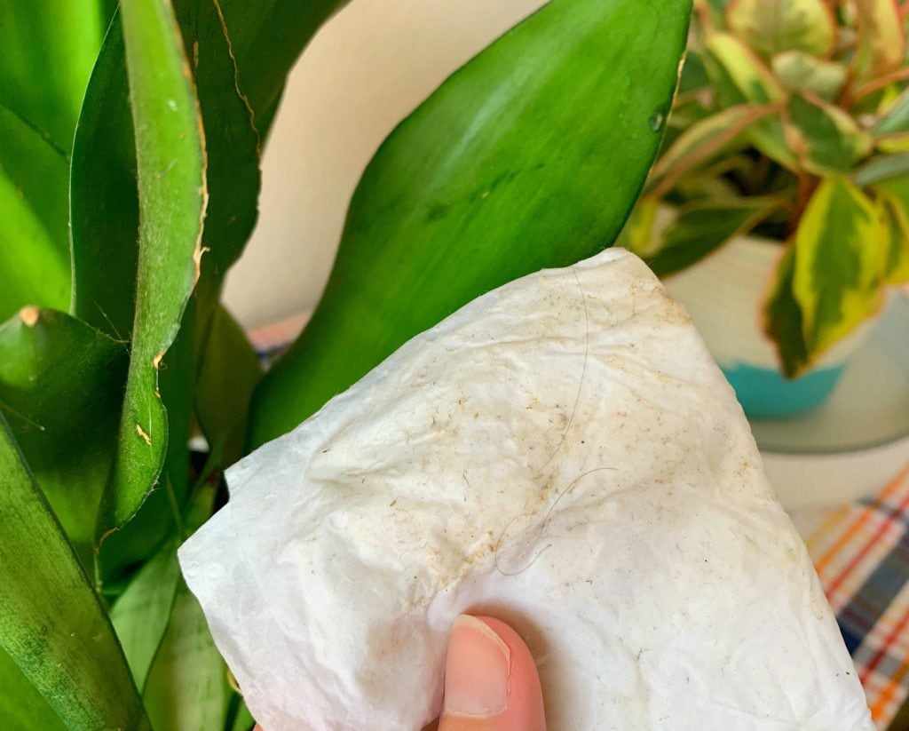 wet paper towel covered in dirt next to green houseplant leaves