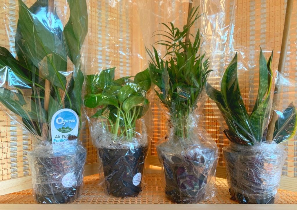 four houseplants in pots wrapped in plastic against wicker background from best place to buy indoor plants online