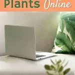 computer laptop on beige couch with leaf pillow and succulent indoor houseplant on table