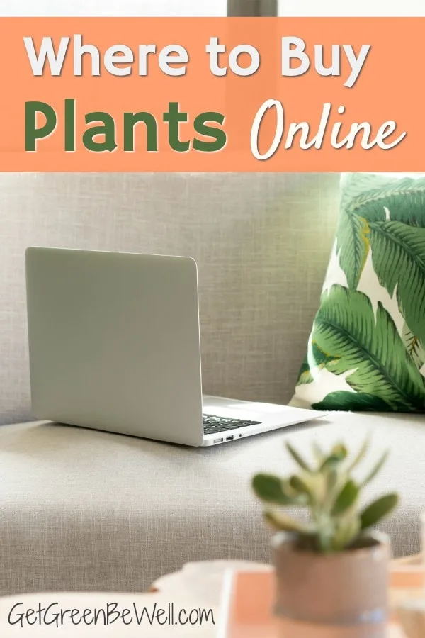 computer laptop on beige couch with leaf pillow and succulent indoor houseplant on table
