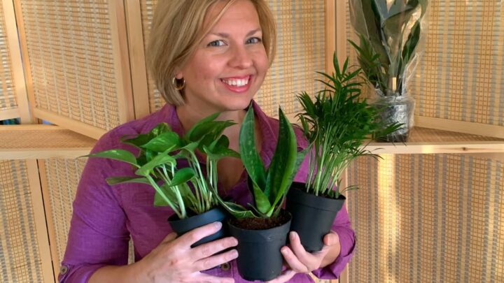 Woman wearing purple shirt against wicker background showing houseplant pots from best place to buy indoor plants online