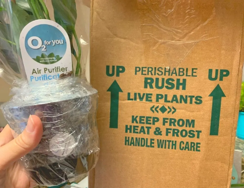 plant in black pot wrapped in plastic next to box from best place to buy indoor plants online