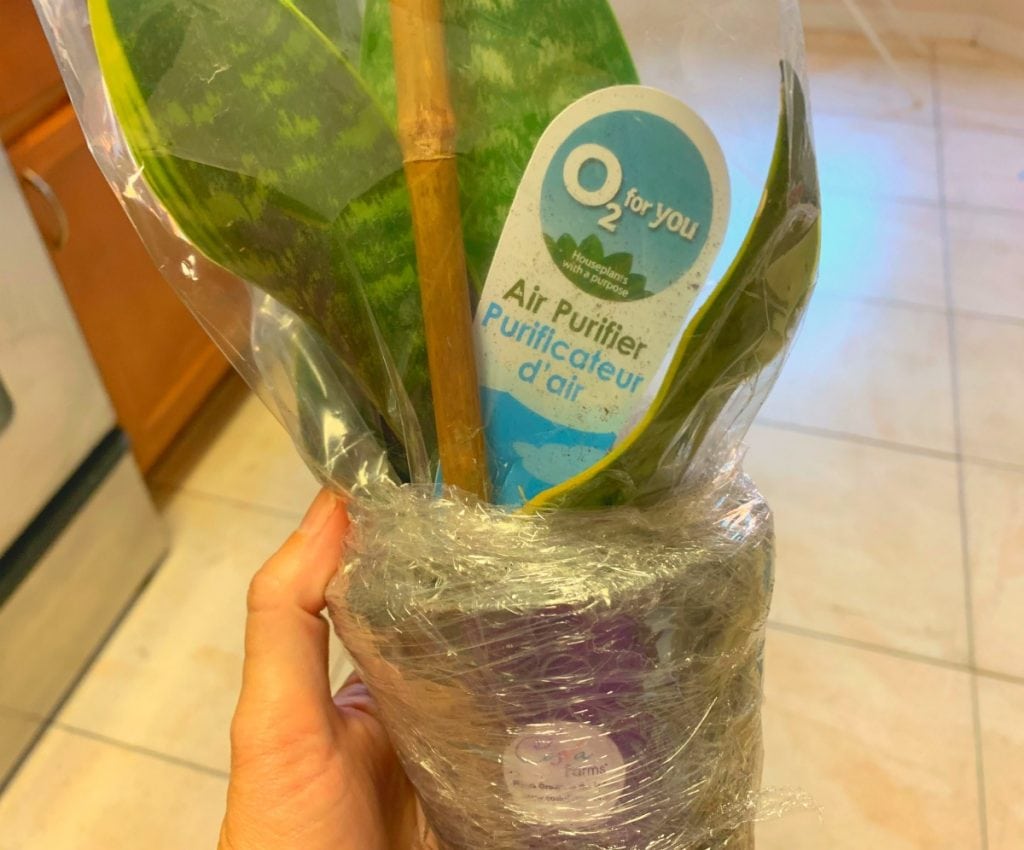 snake plant in pot wrapped in plastic wrap from best place to buy indoor plants online
