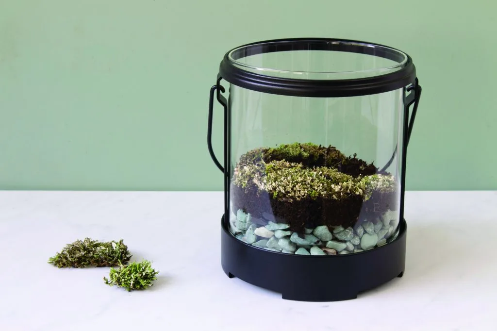 lichens in glow in the dark terrarium lantern