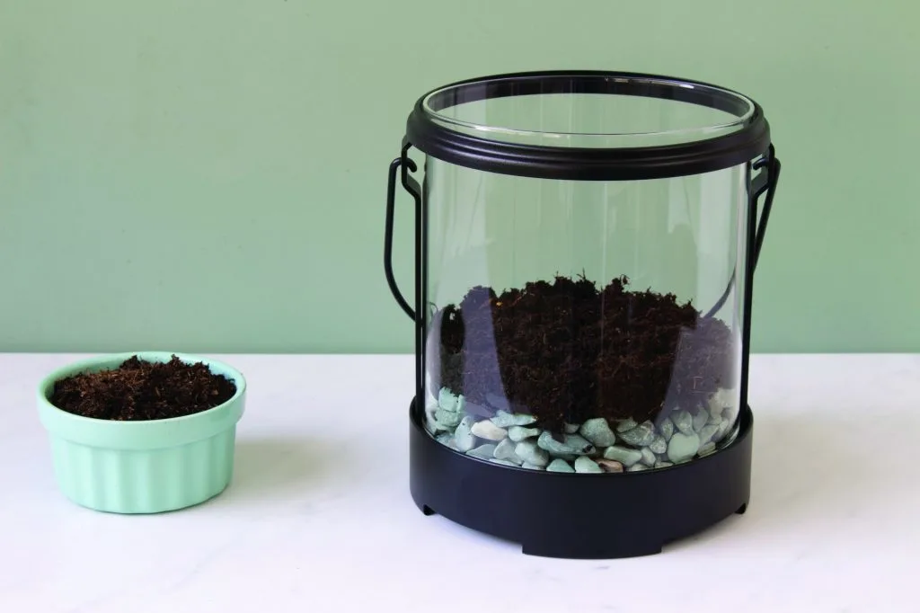 peat moss in glass lantern for terrarium