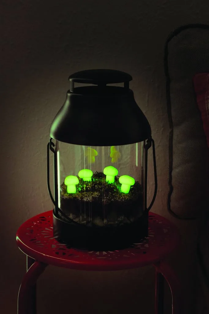 Glow in the Dark Lantern Terrarium at Night with mushrooms charcoal