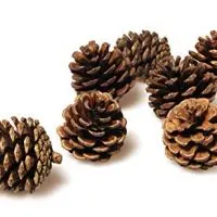 Pinecones Bulk - 50 Pine Cones in Bulk for Crafts, Natural, Unscented!