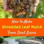 woman holding shredded leaf mulch