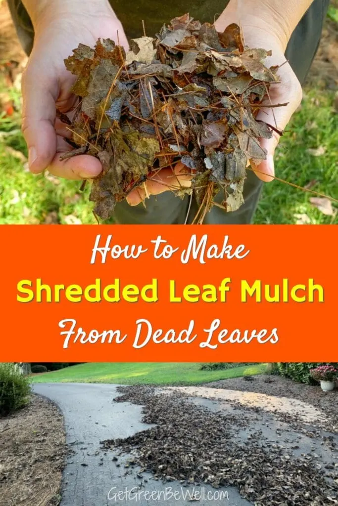 woman holding shredded leaf mulch