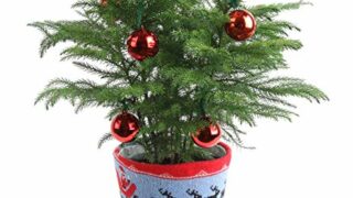 mini live Christmas tree