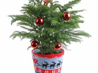 mini live Christmas tree
