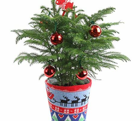 mini live Christmas tree