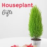 mini rosemary christmas tree in silver pot with brown wrapped gifts on white table