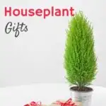 mini rosemary christmas tree in silver pot with brown wrapped gifts on white table