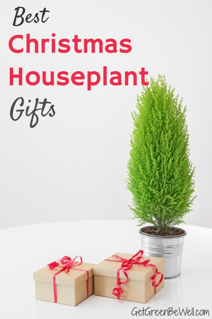 mini rosemary christmas tree in silver pot with brown wrapped gifts on white table