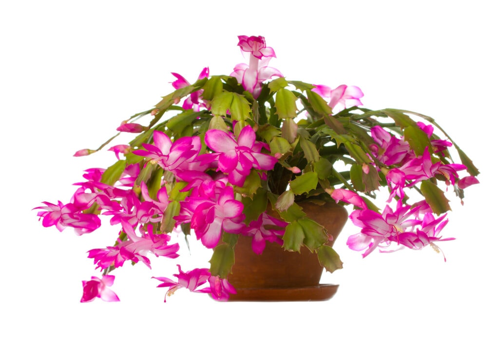 Christmas Cactus against white background