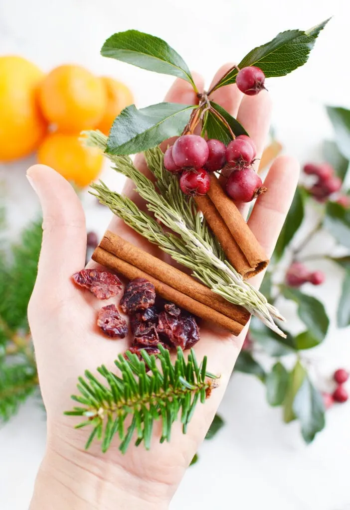 womans hand holding cinnamon sticks evergreen branches and cinnamon sticks against white background