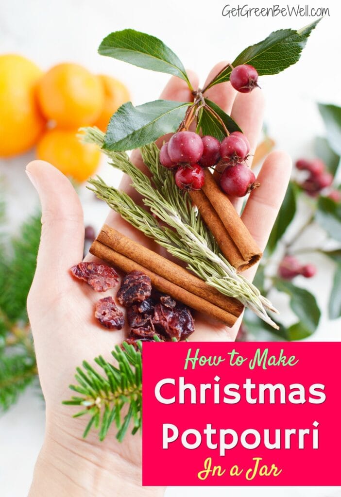 womans hand holding cinnamon sticks evergreen branches and cinnamon sticks against white background