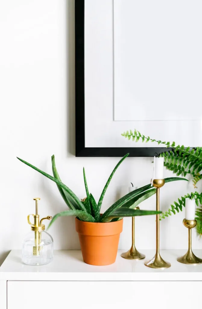 aloe vera plant in clay pot on white dresser