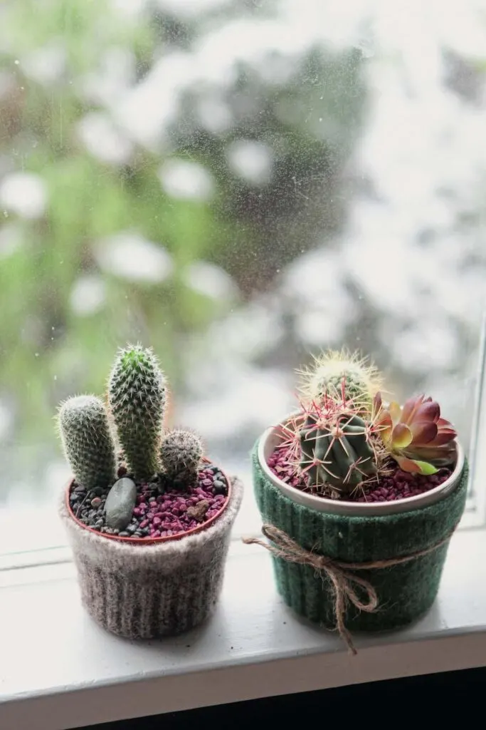 cactus succulent plants in pots on windowsill