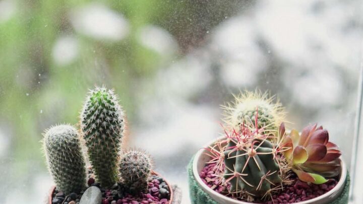 cactus succulent plants in pots on windowsill