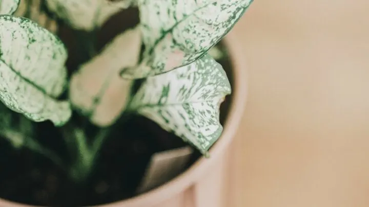 house plant in pink pot close up