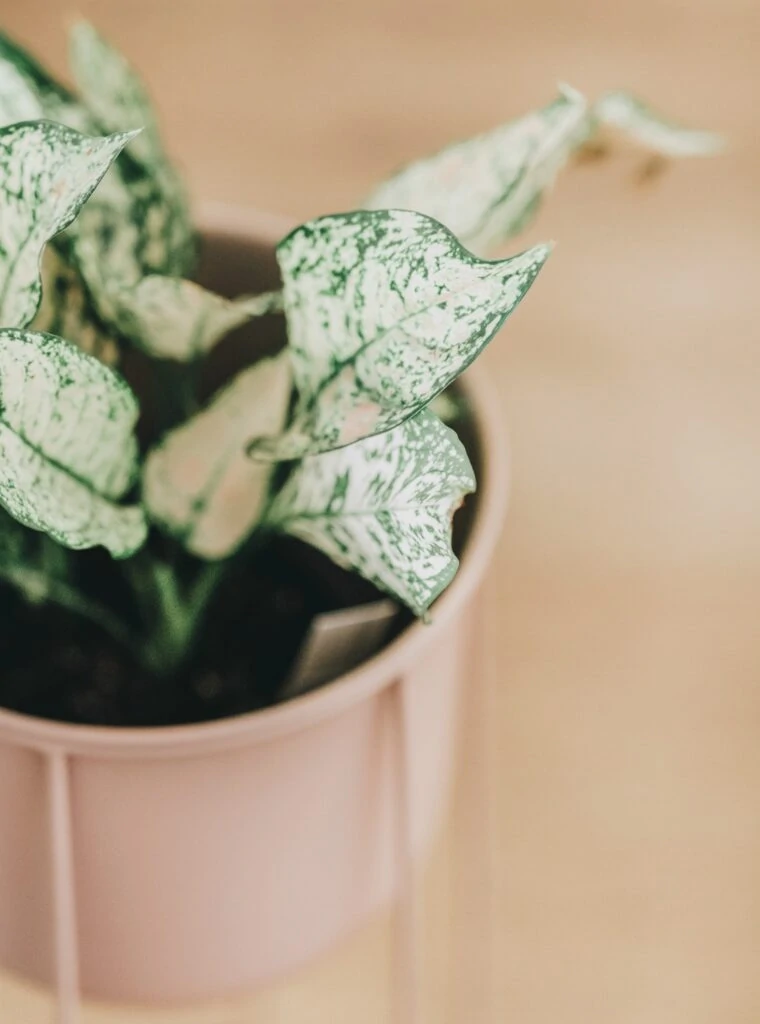 house plant in pink pot close up