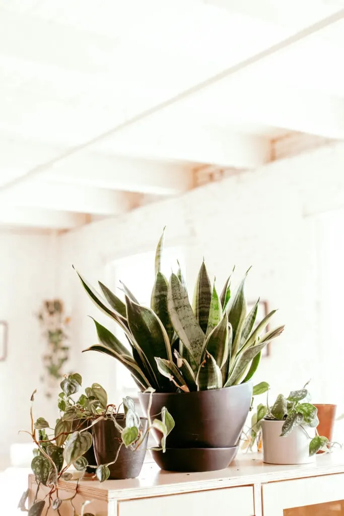 houseplants on a shelf in a bright room indoors