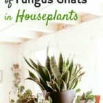 Learn effective methods to eliminate fungus gnats from houseplants.