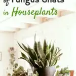 Learn effective methods to eliminate fungus gnats from houseplants.