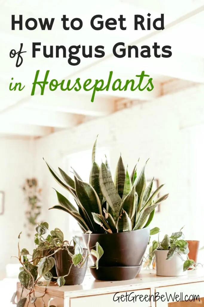 how to get rid of fungus gnats in houseplants indoors