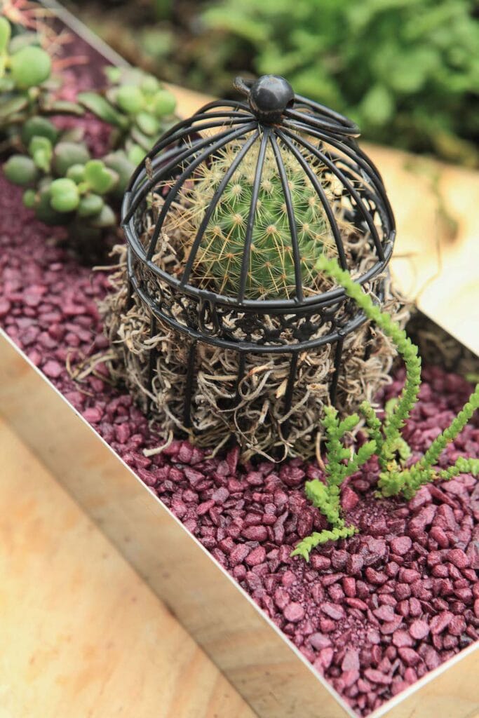 purse decorative rocks in planter with cactus 