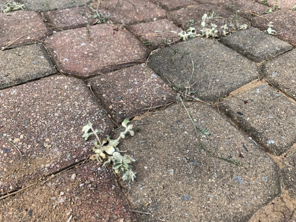 dead weeds in between bricks