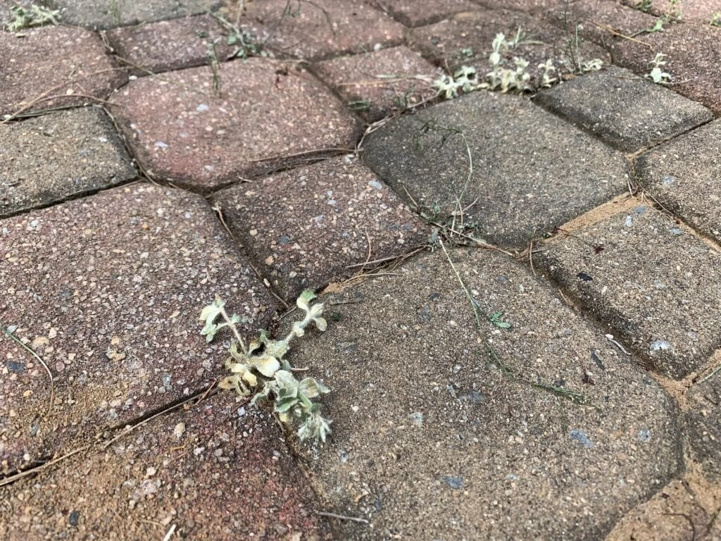 dead weeds in between bricks