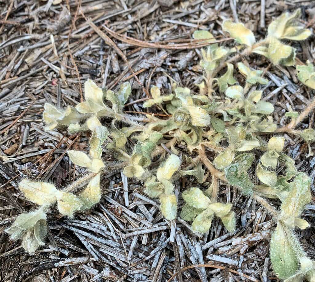 dead weed in garden