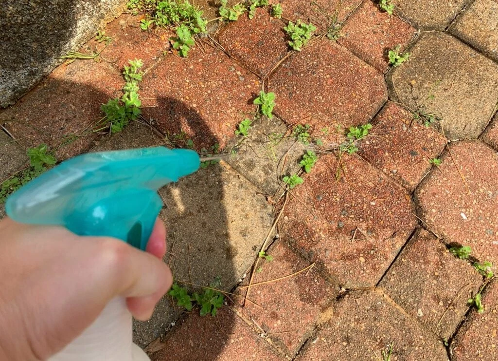 liquid coming out of spray bottle onto weeds in patio