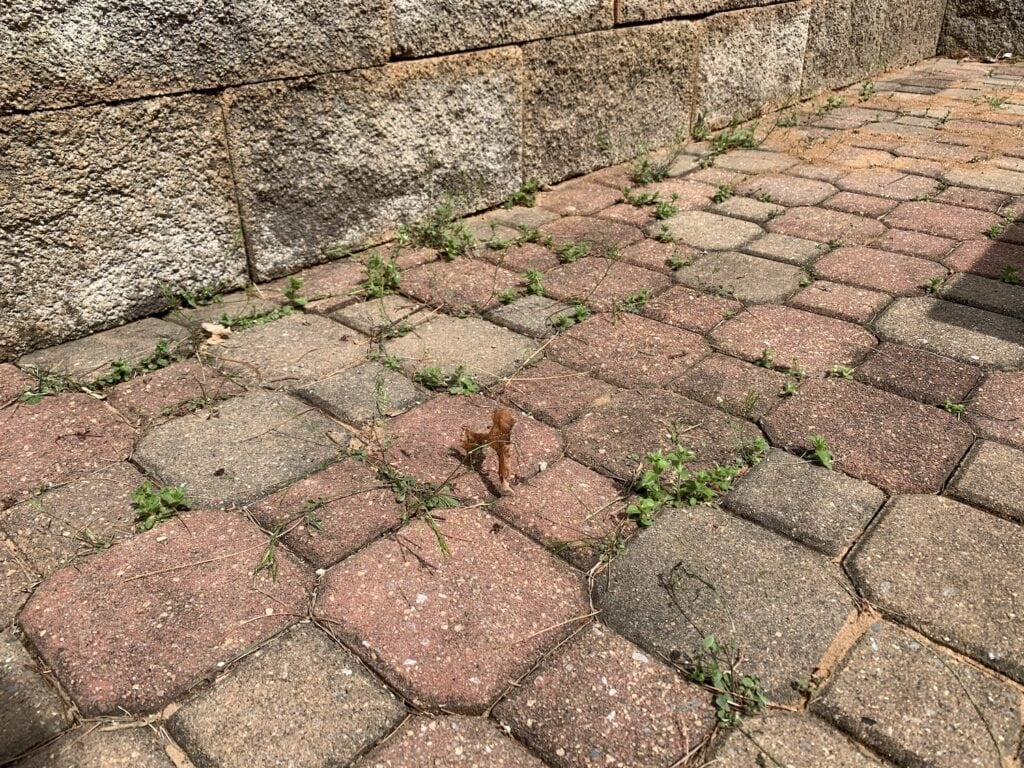 patio bricks with weeds growing in-between