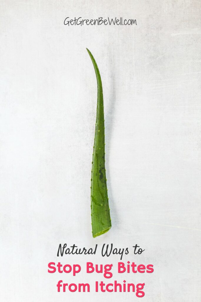 piece of aloe plant against white background