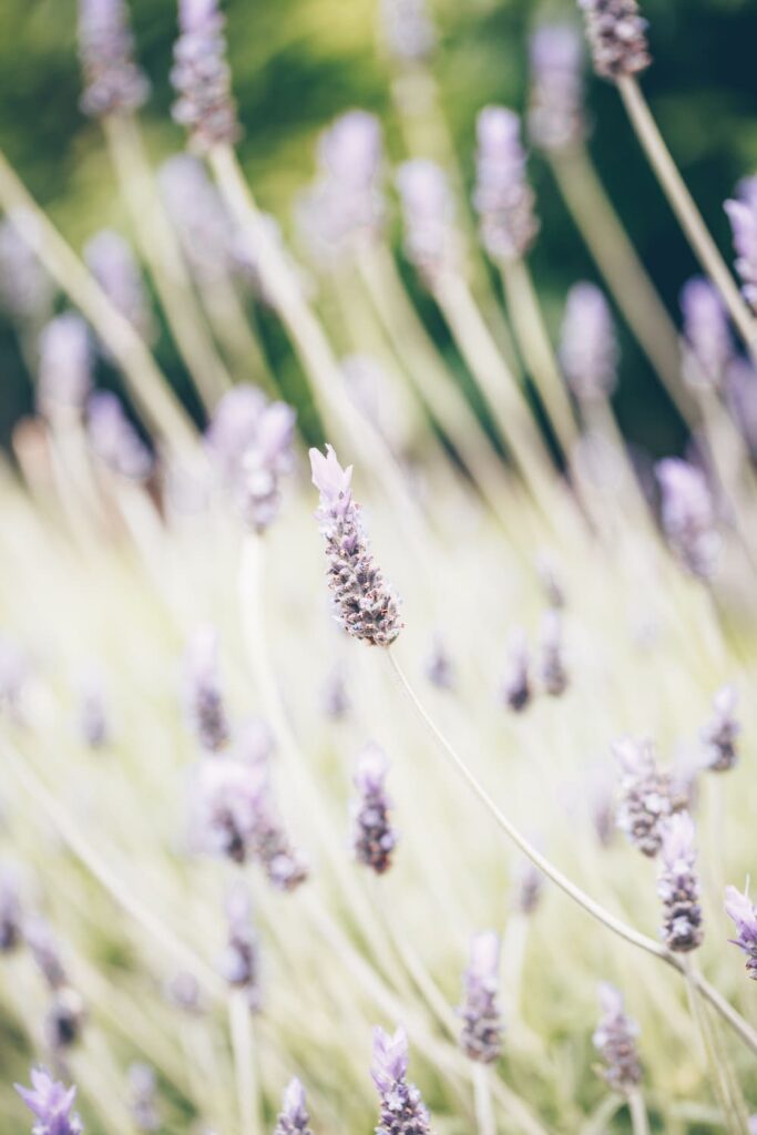 lavender flowers in a field