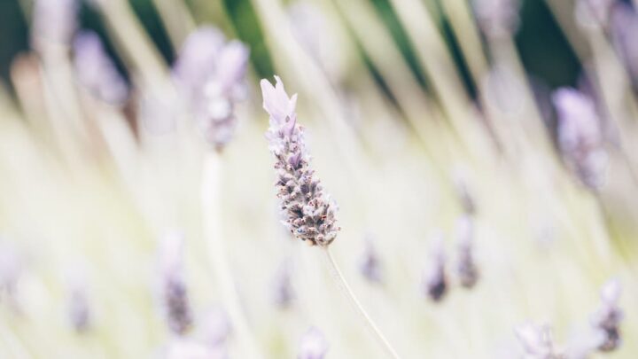 lavender flowers in a field