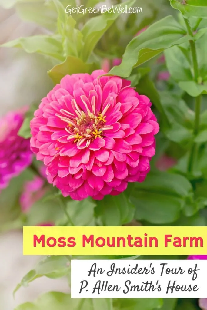 pink zinnia flower against greenery in the farm