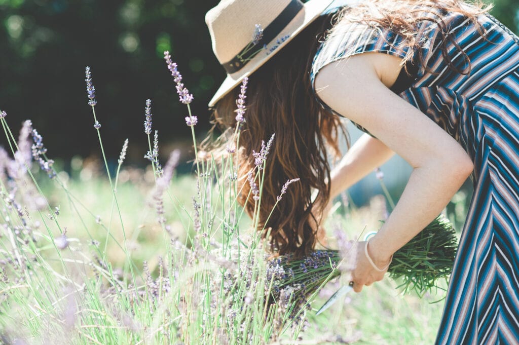 woman wearing a hat picking lavender flowers in a field