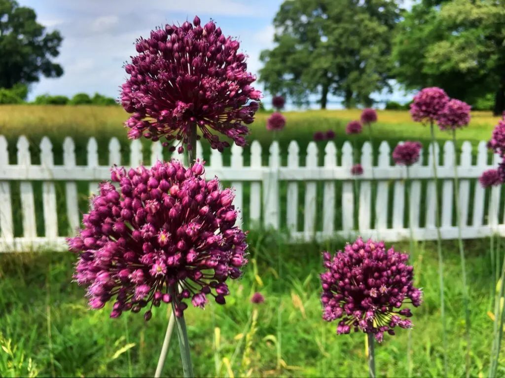 Allium Flowers in grass field