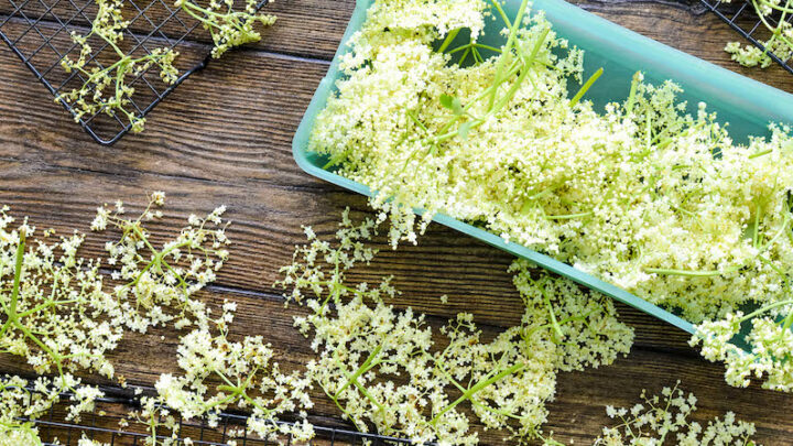 fresh elderflowers on wood table with drying racks