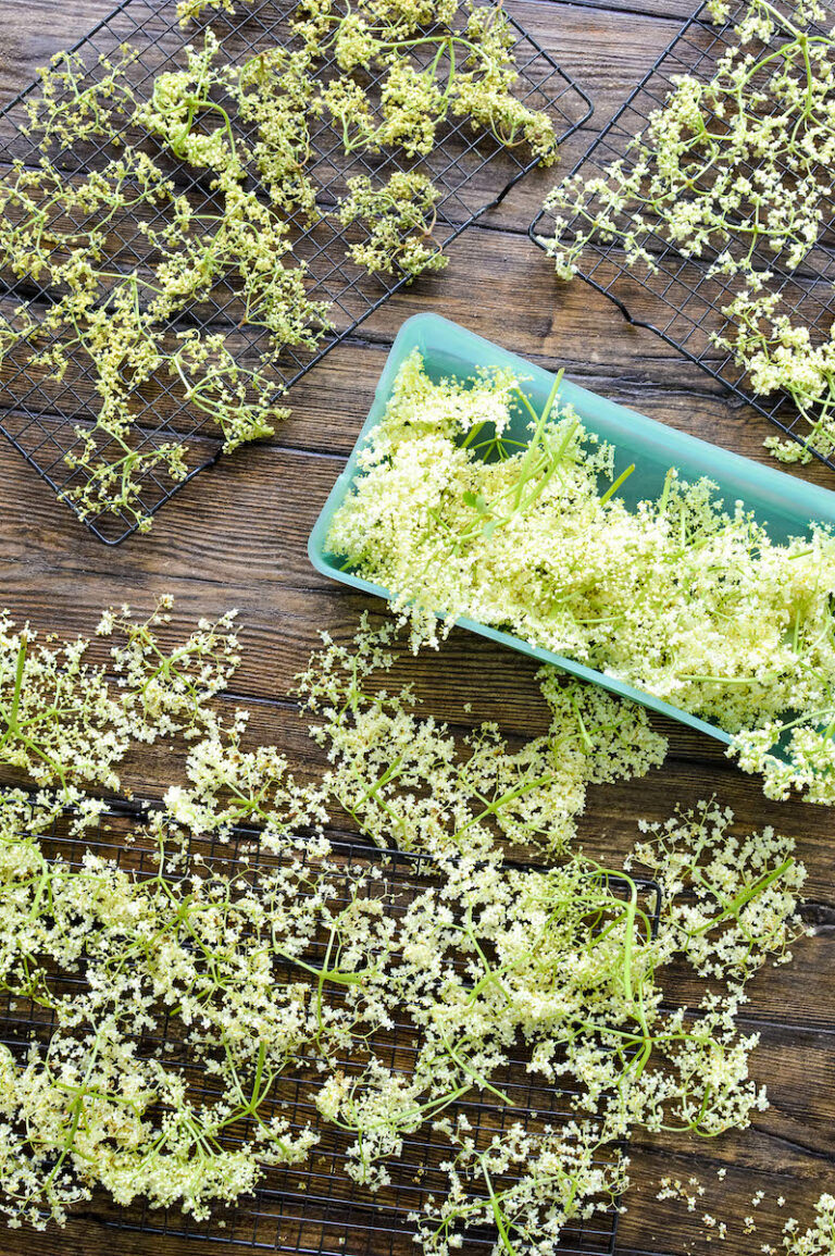 fresh elderflowers on wood table with drying racks