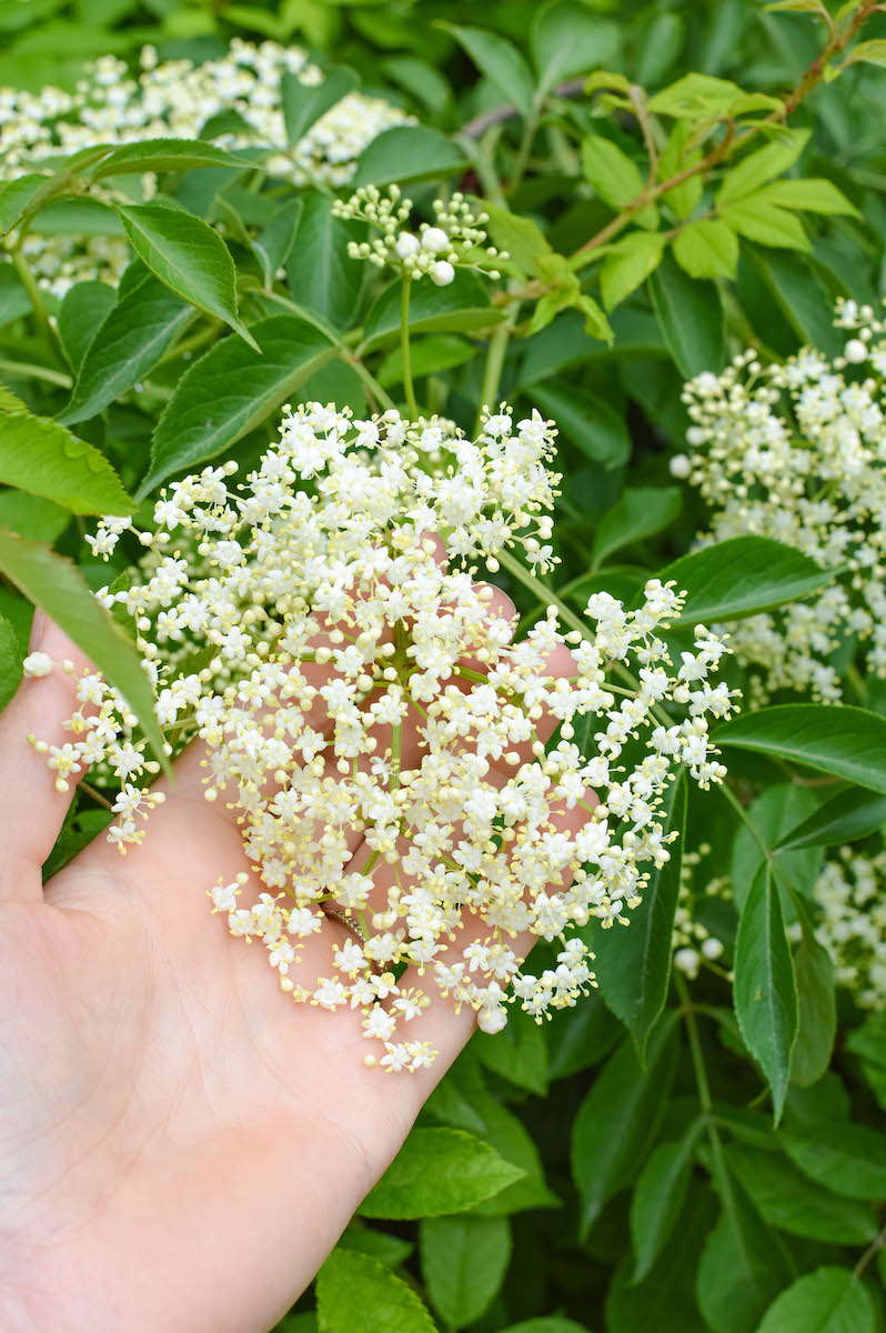 Elderflower Foraging And Drying + Honey Recipe Get Green Be Well