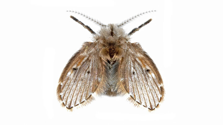 Macro Photography of Sewer Fly Isolated on White Background