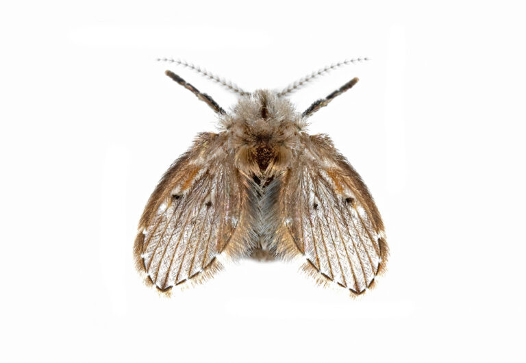 Macro Photography of Sewer Fly Isolated on White Background