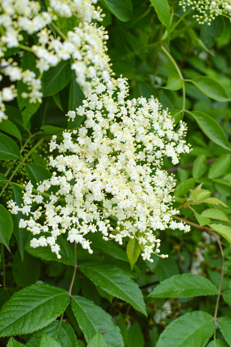 Elderflower Foraging And Drying + Honey Recipe Get Green Be Well
