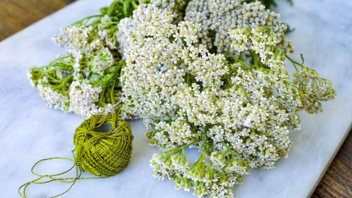 yarrow flowers on marble slab